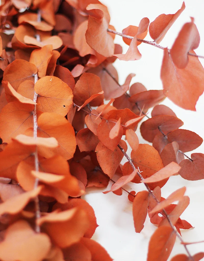 Preserved Stuartiana Eucalyptus bunch - Burnt Orange/ Terracotta, 70cm, 150g - Image 3