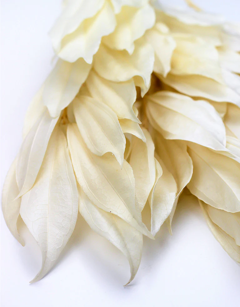 Preserved Cocculus Leaves - Bleached Bunch, 60 cm no - Image 2