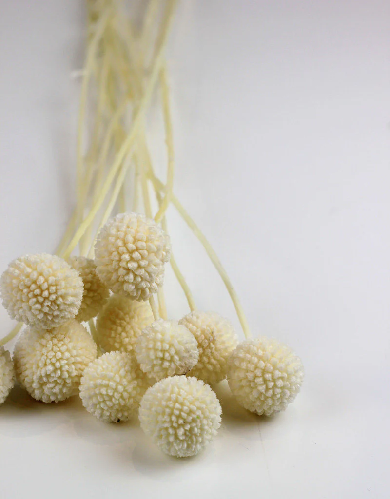Preserved Craspedia - Bleached Bunch (10 Stems), 50 cm - Image 2