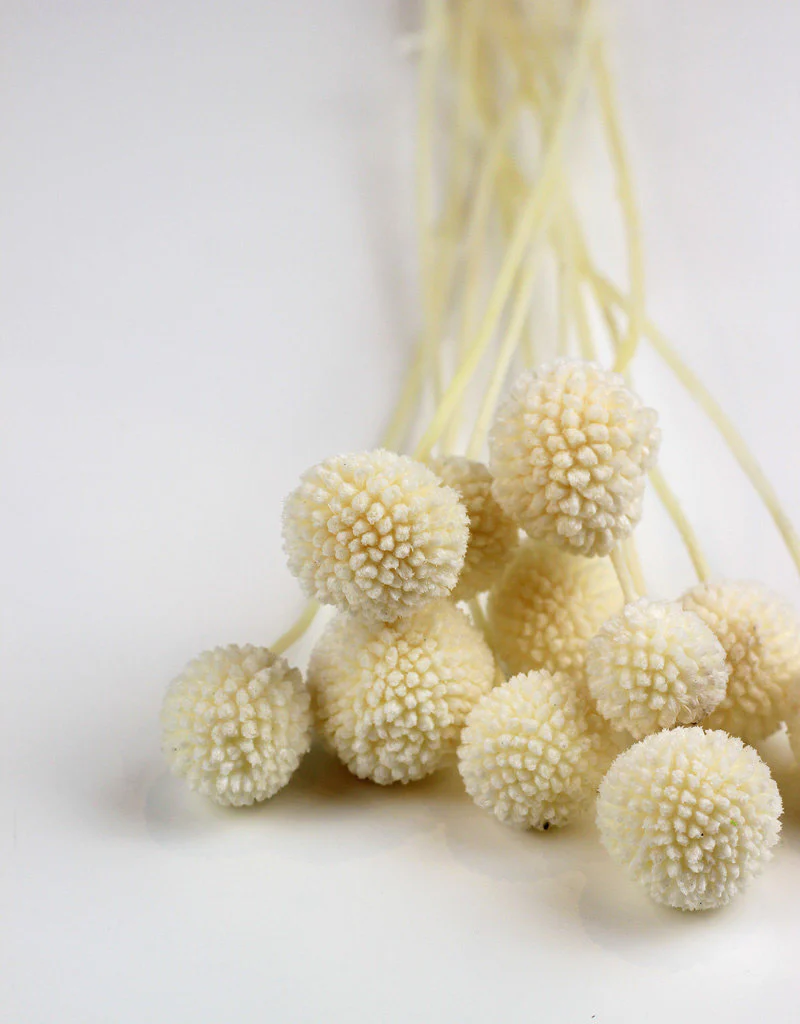 Preserved Craspedia - Bleached Bunch (10 Stems), 50 cm - Image 3