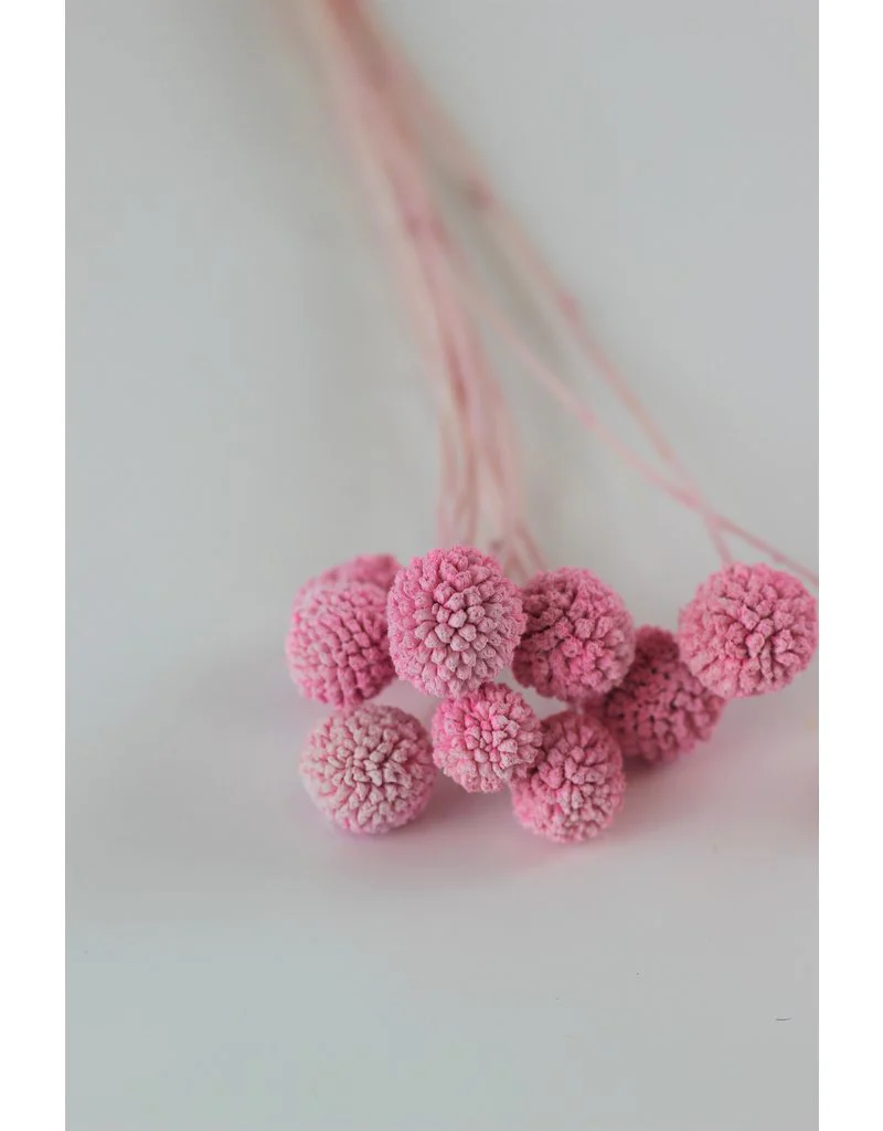 Preserved Craspedia - Frosted Pink Bunch (10 Stems), 50 cm - Image 2