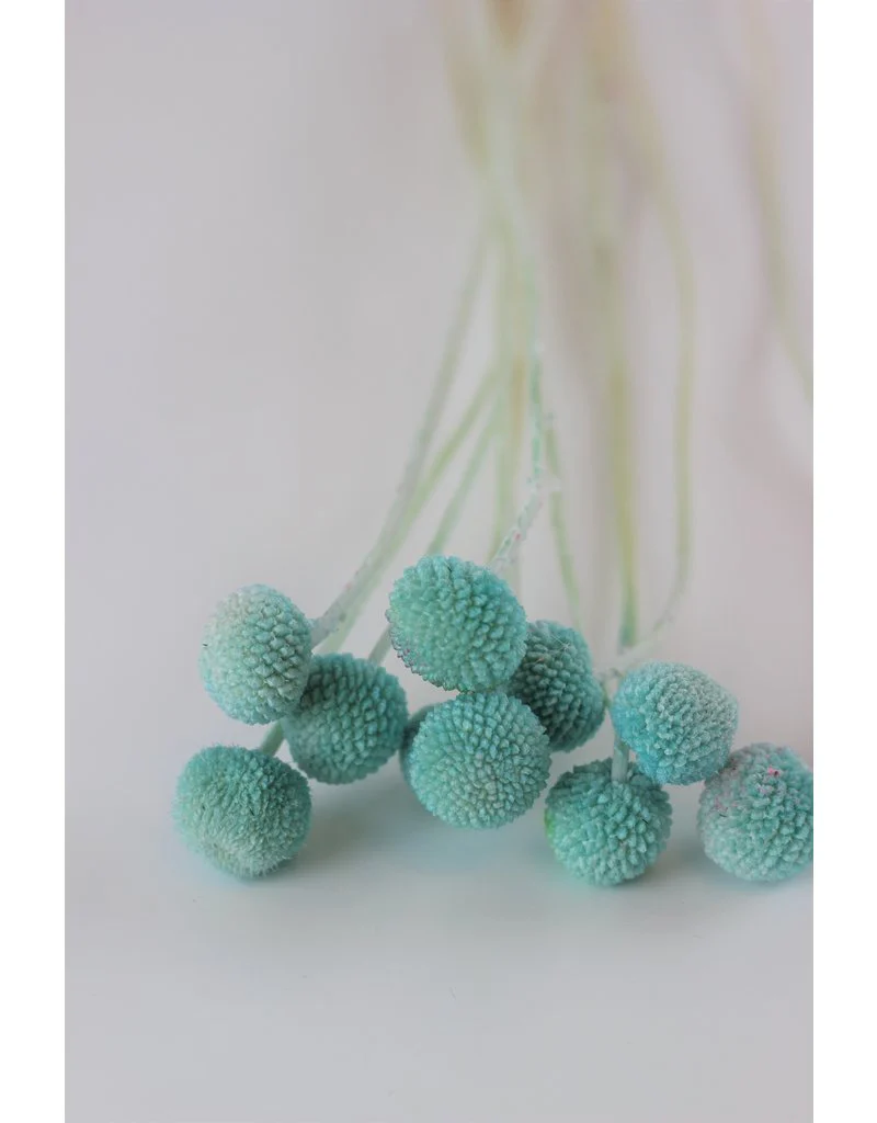 Preserved Craspedia - Turquoise Bunch (10 Stems), 45 cm - Image 2