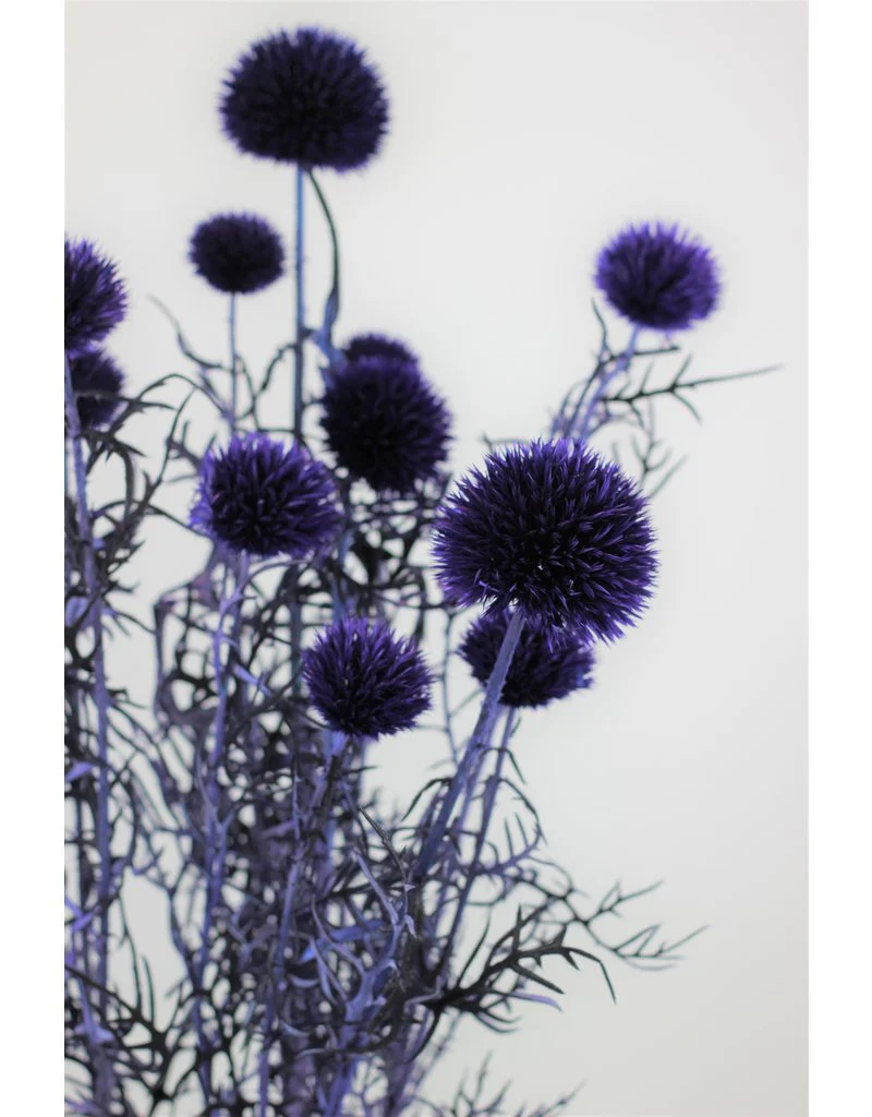 Preserved Echinops - Globe Thistle, Violet Bunch, 70 cm - Image 2