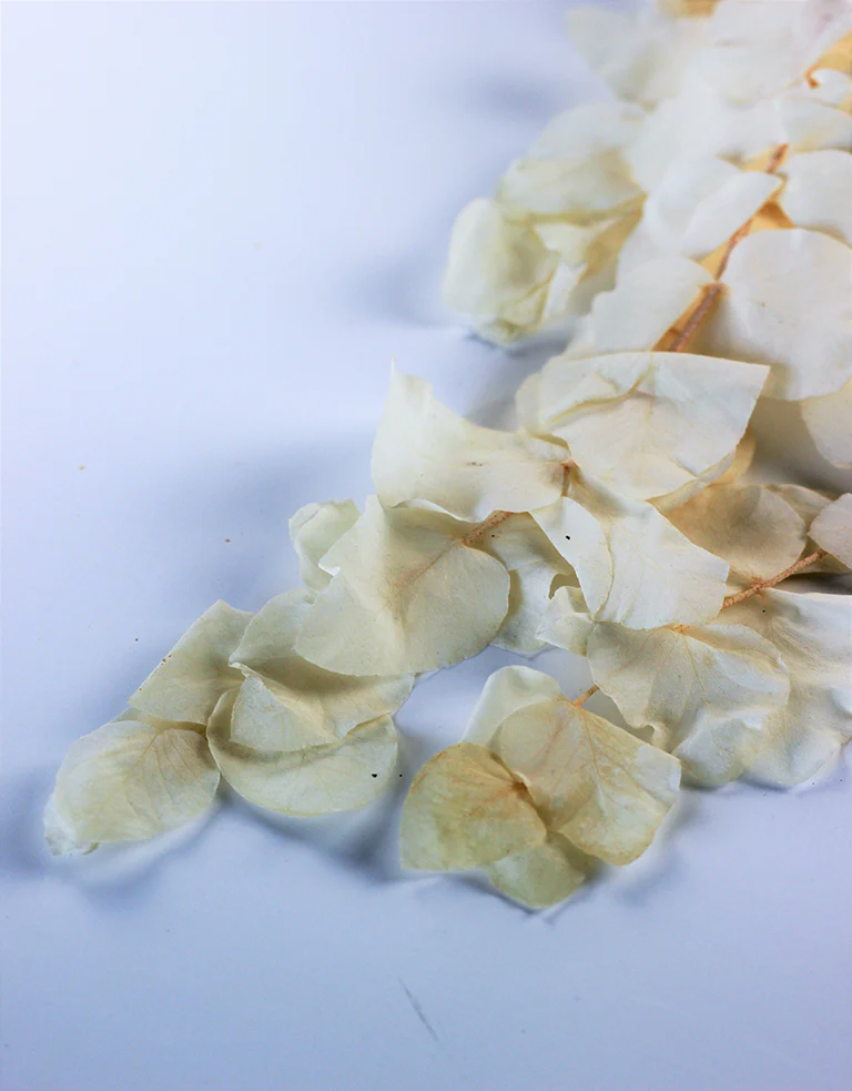 Preserved Cinerea - Bleached Bunch, 70 cm - Image 3