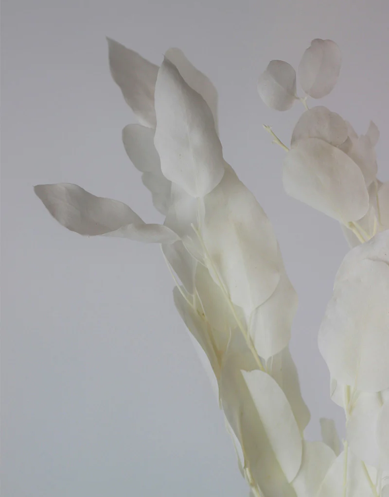 Preserved Gunny Eucalyptus - Bleached, 5 Stems, 50 cm - Image 2