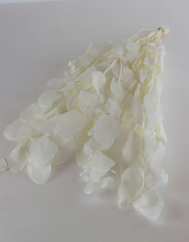 Preserved Gunny Eucalyptus - Bleached, 5 Stems, 50 cm - Image 4