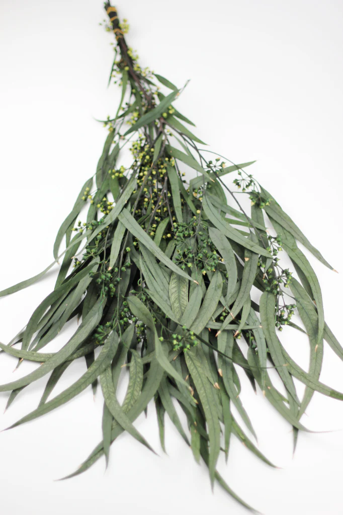 Preserved Eucalyptus Nicoli Stems Bunch with berries - Green, 150g - Image 2
