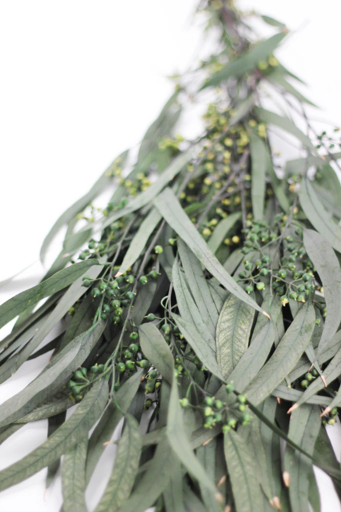 Preserved Eucalyptus Nicoli Stems Bunch with berries - Green, 150g - Image 3