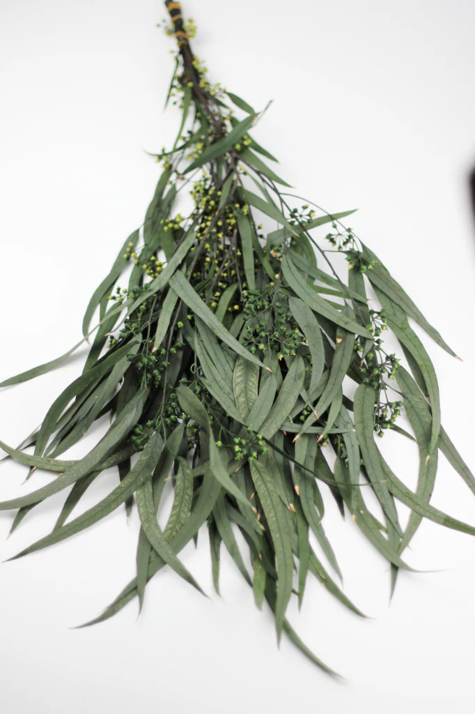 Preserved Eucalyptus Nicoli Stems Bunch with berries - Green, 150g - Image 4