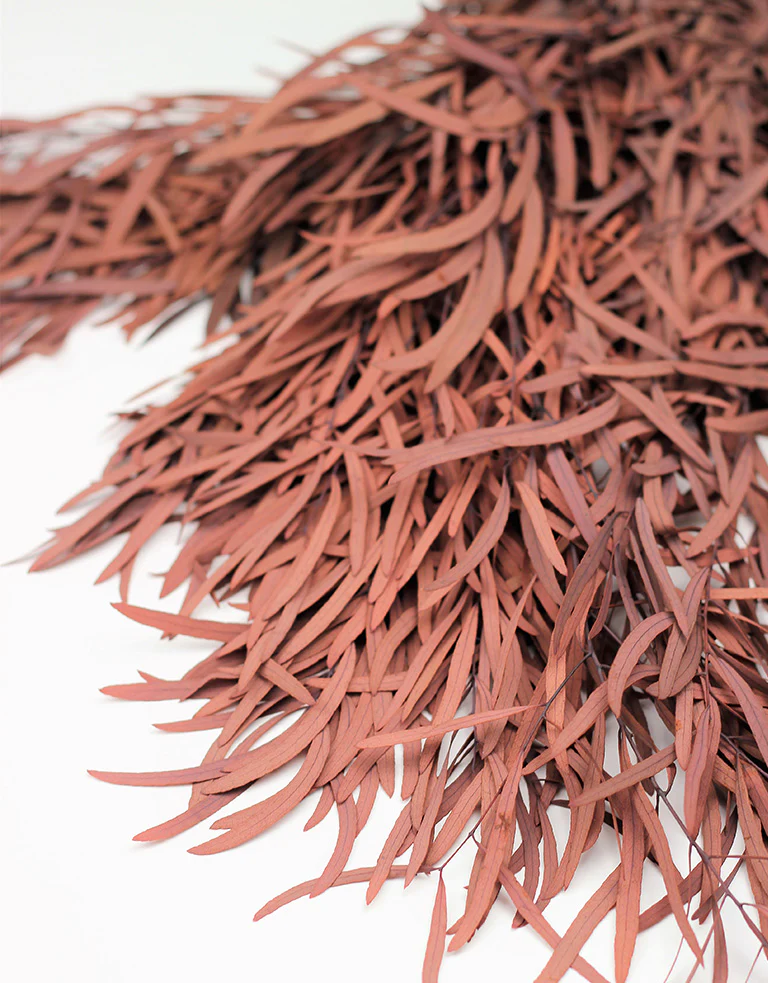 Preserved Eucalyptus Nicoli - Red Bunch, 60 cm - Image 2