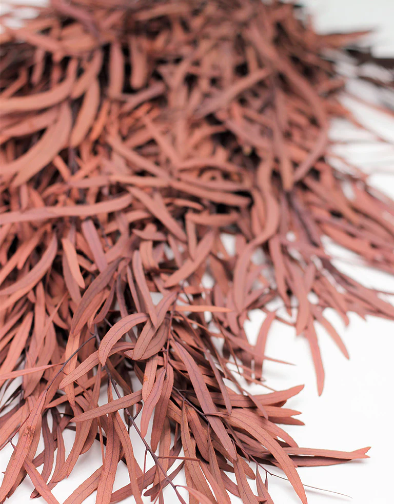 Preserved Eucalyptus Nicoli - Red Bunch, 60 cm - Image 3