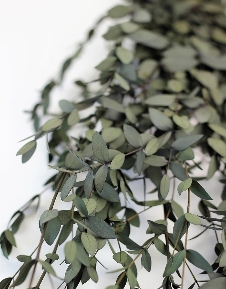 Preserved Eucalyptus Parvifolia Stems- Dark Green Bunch, 70 cm - Image 3