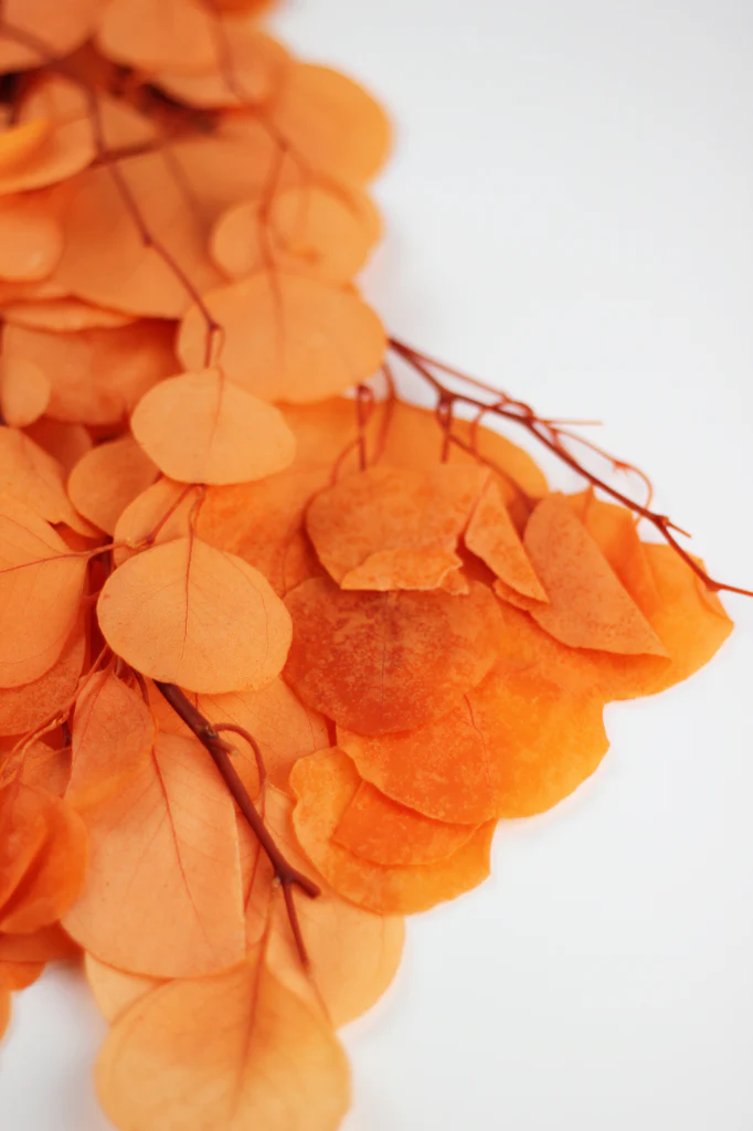 Preserved Eucalyptus Populus Bunch - Orange, 120g - Image 4