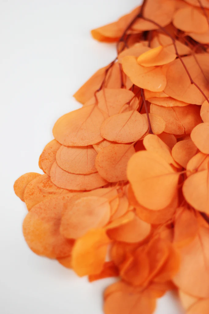 Preserved Eucalyptus Populus Bunch - Orange, 120g - Image 5