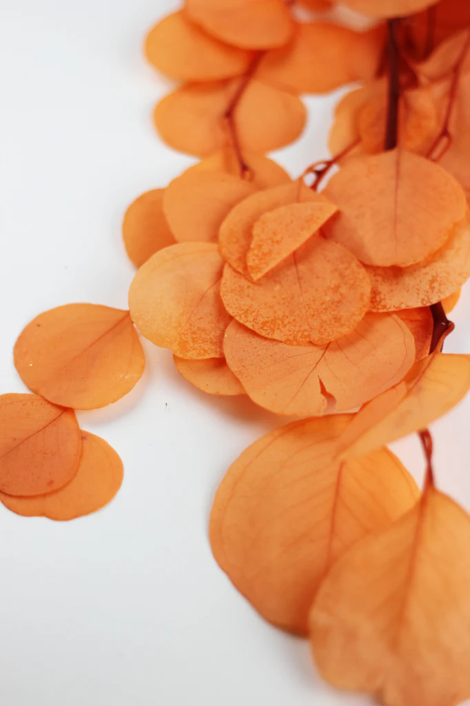 Preserved Eucalyptus Populus Bunch - Orange, 60g - Image 2