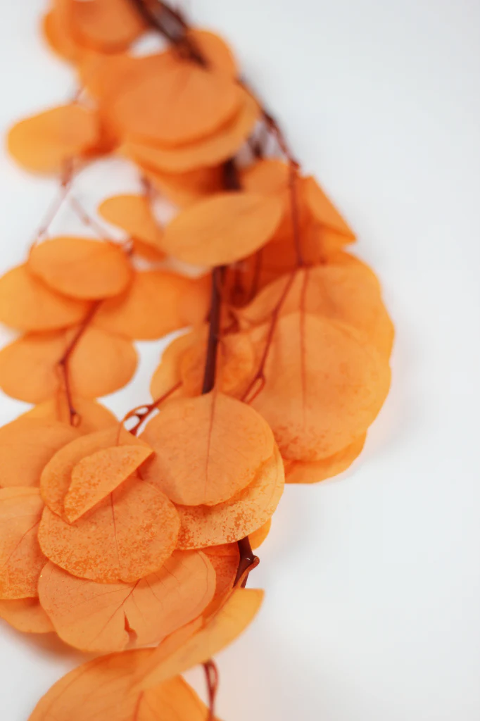 Preserved Eucalyptus Populus Bunch - Orange, 60g - Image 3
