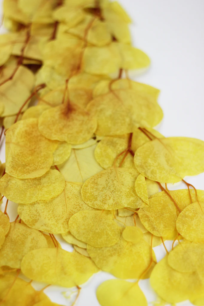 Preserved Eucalyptus Populus Bunch - Yellow, 120g - Image 2