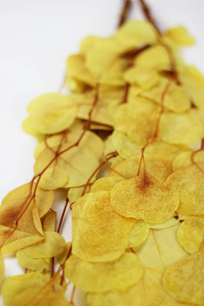 Preserved Eucalyptus Populus Bunch - Yellow, 120g - Image 3