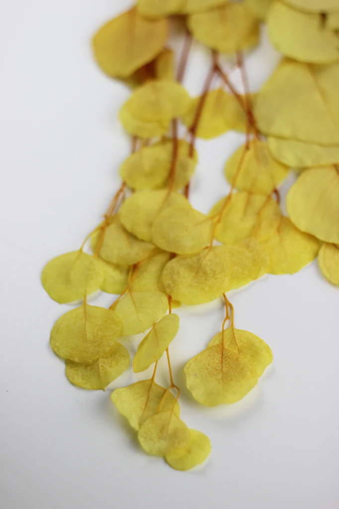 Preserved Eucalyptus Populus Bunch - Yellow, 60g - Image 3