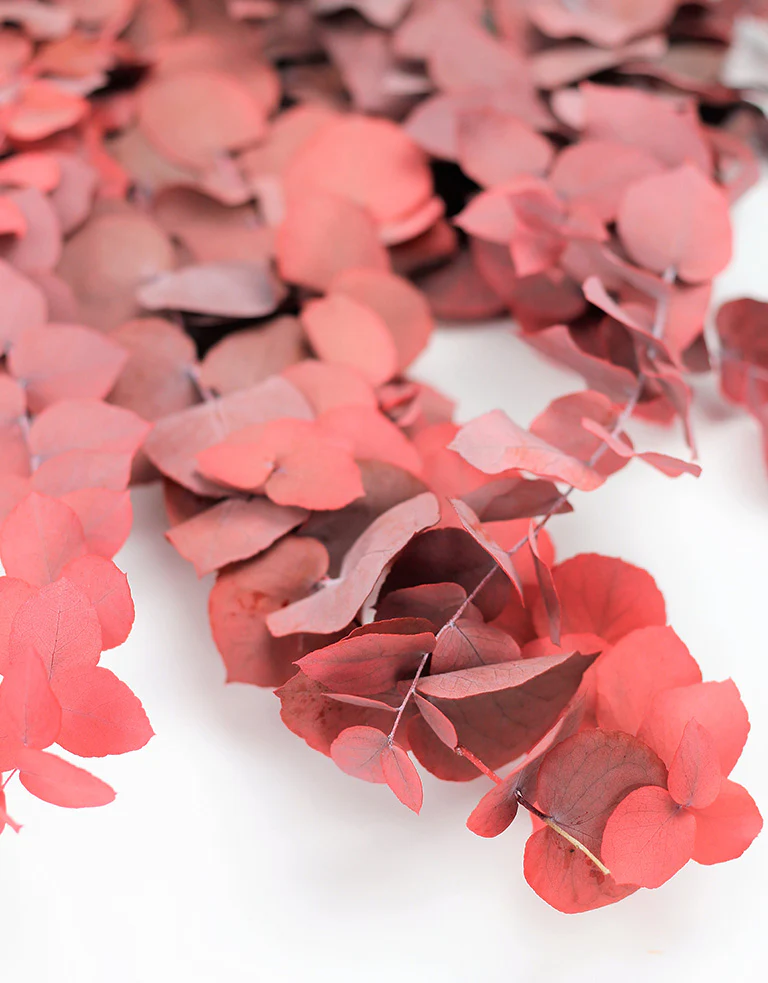 Preserved Eucalyptus - Stuartiana Red Bunch, 60 cm - Image 3