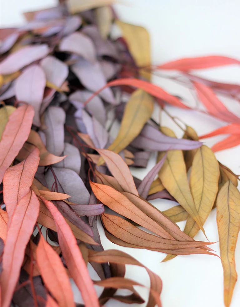 Preserved Eucalyptus - Wild Mixed Bunch, 70 cm - Image 3