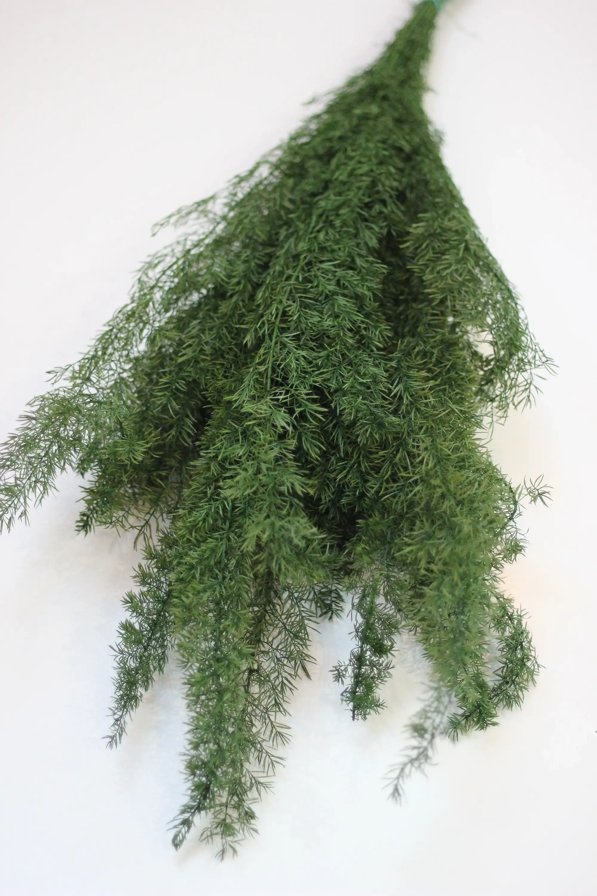 Preserved Asparagus Fern - Green 60cm