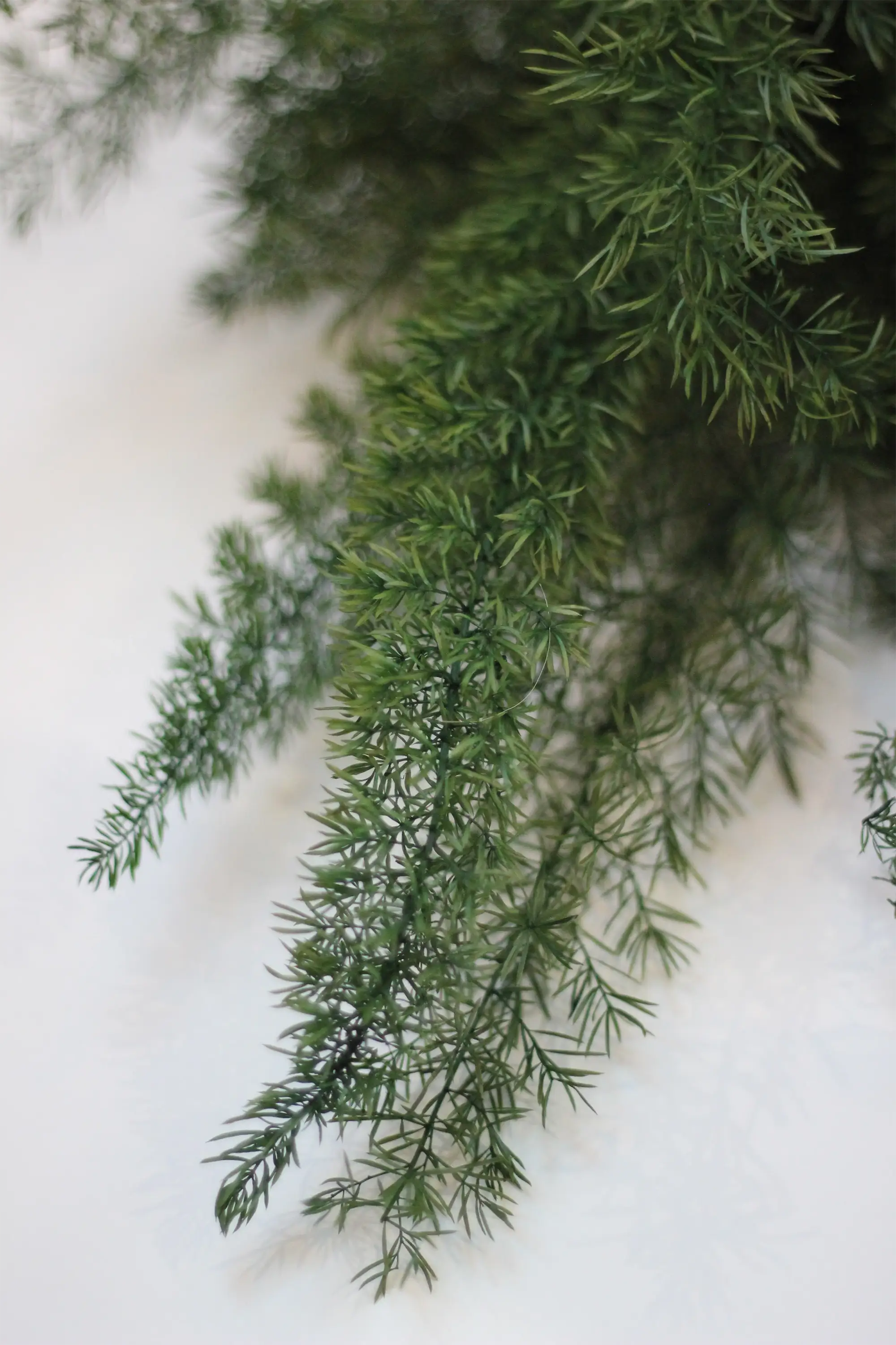 Preserved Asparagus Fern - Green 60cm - Image 2