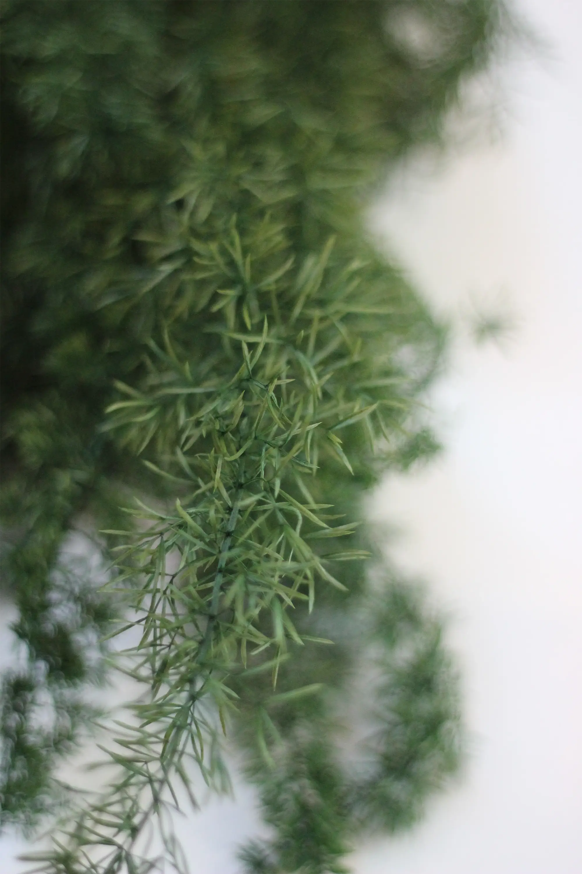 Preserved Asparagus Fern - Green 60cm - Image 3