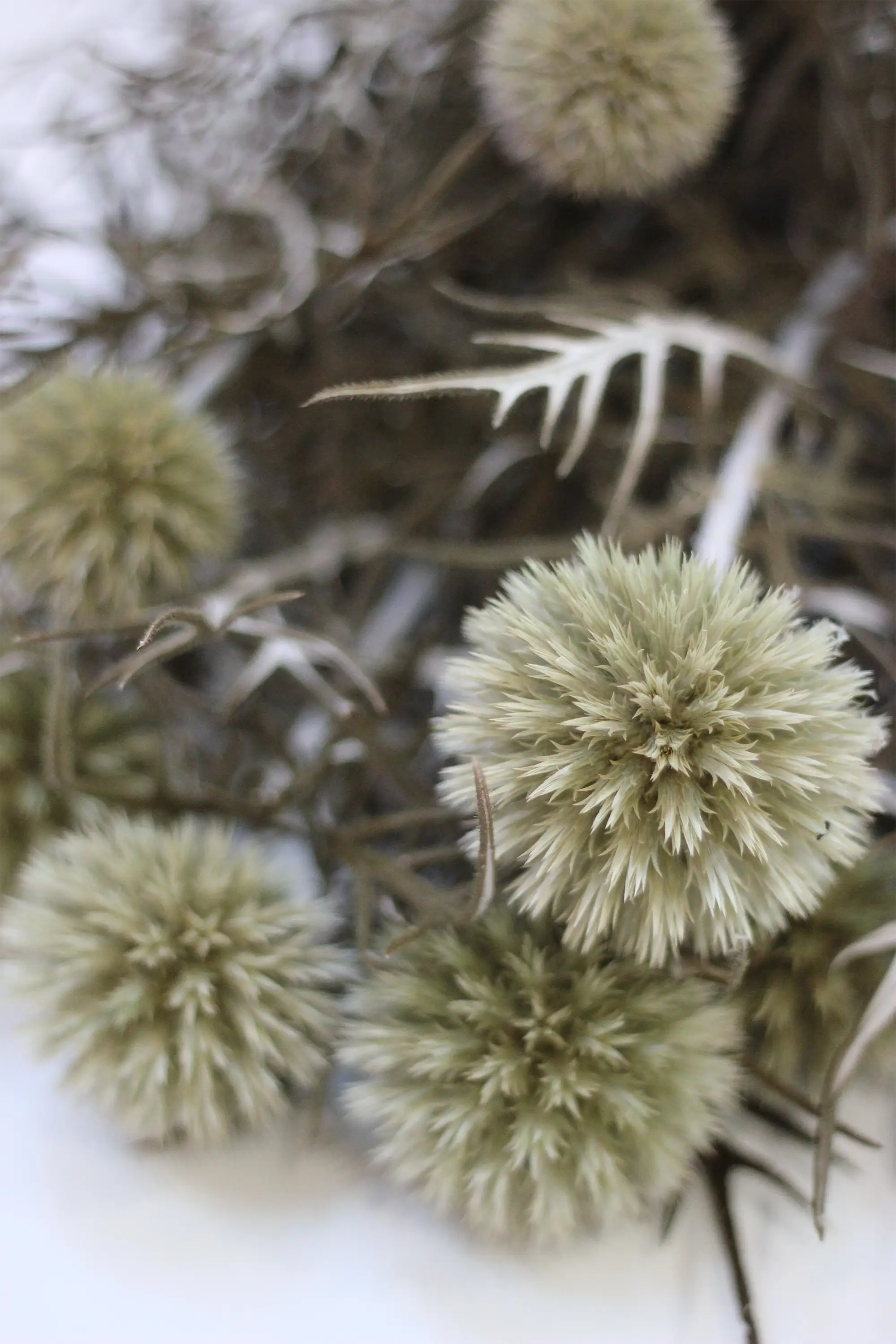 Preserved Echinops - Green/Natural 70cm - Image 3