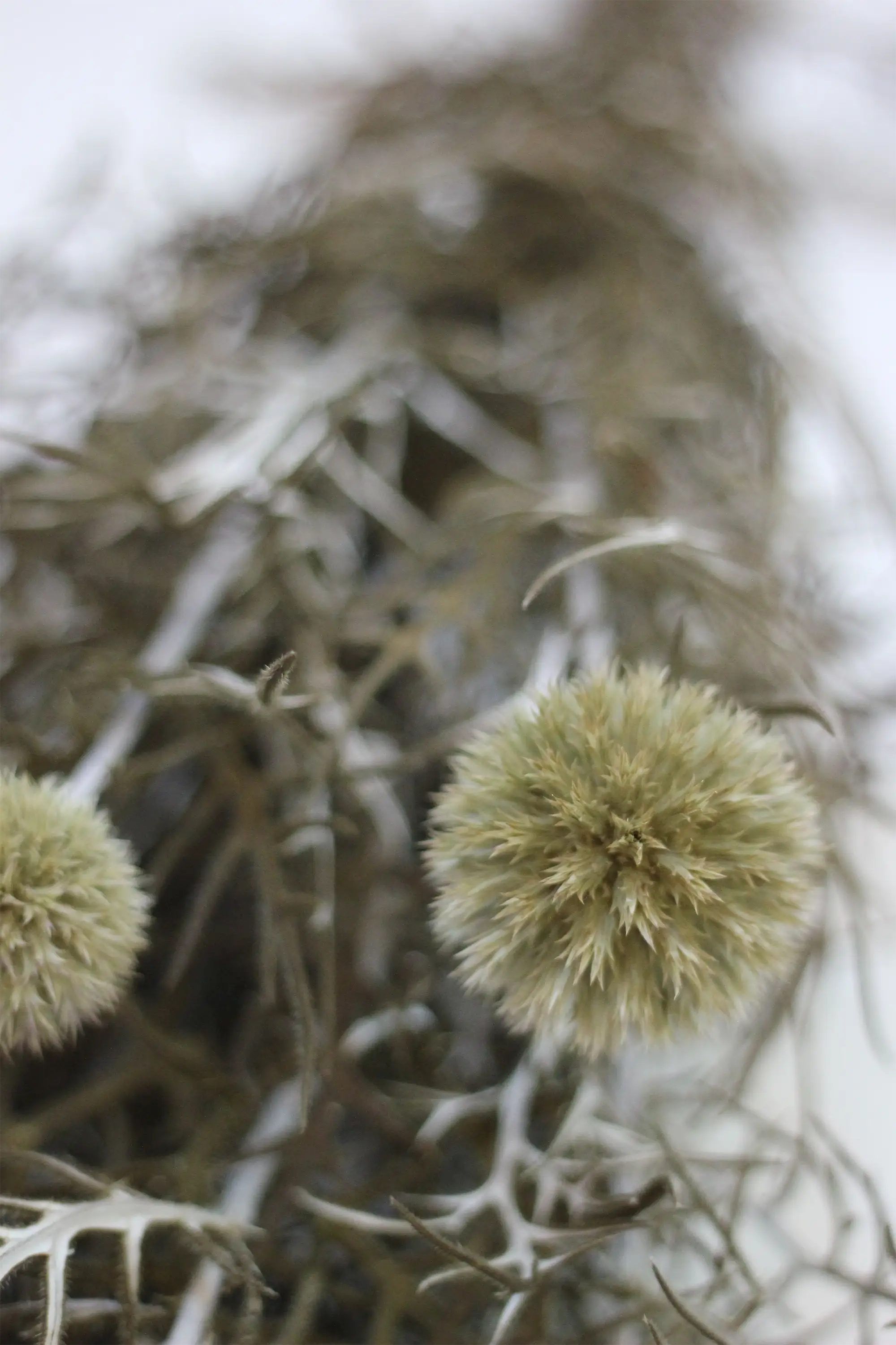 Preserved Echinops - Green/Natural 70cm - Image 4