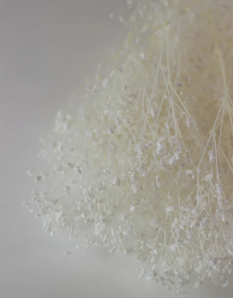 Preserved Gypsophila - Bleached, 5 Stems, 70 cm - Image 2