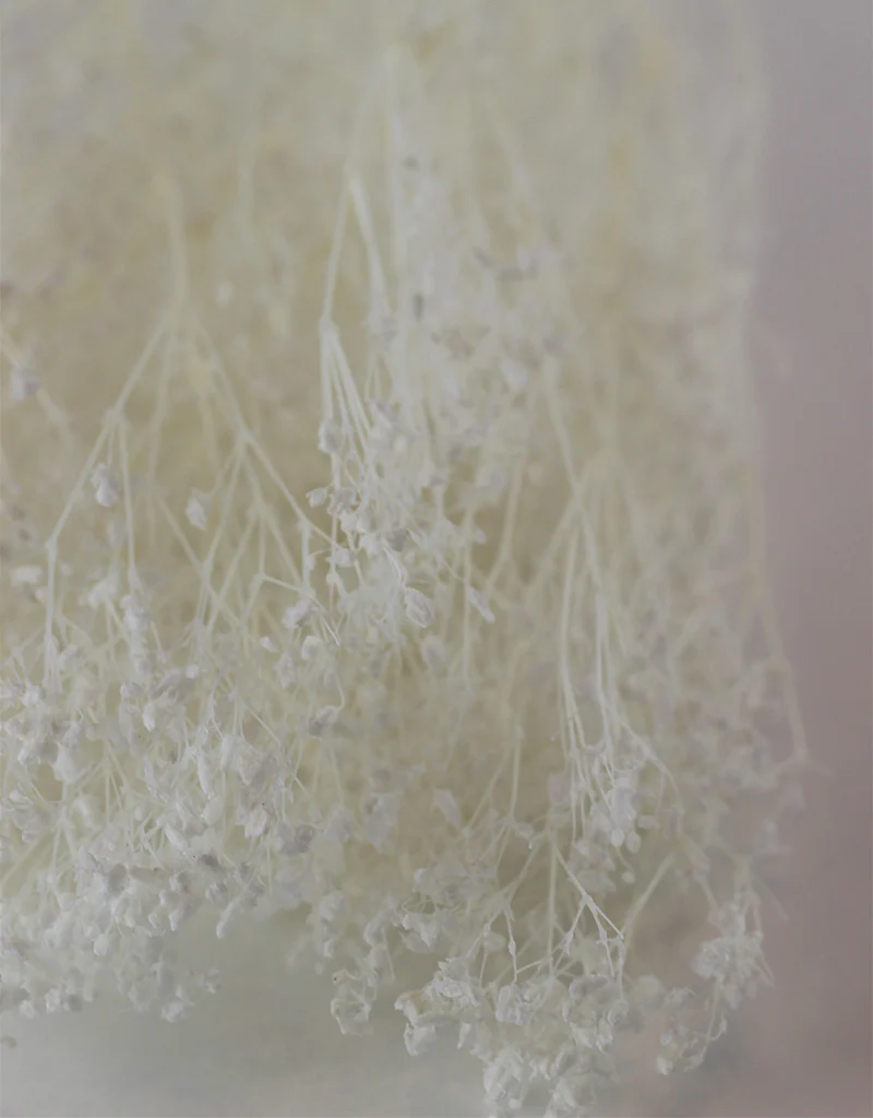 Preserved Gypsophila - Bleached, 5 Stems, 70 cm - Image 3