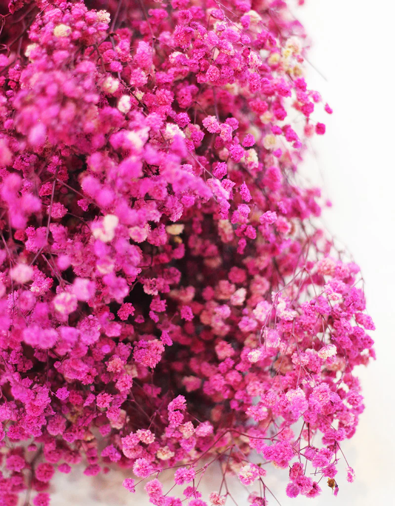 Preserved Gypsophila - Cerise/White Flowers Bunch, 70cm - Image 3