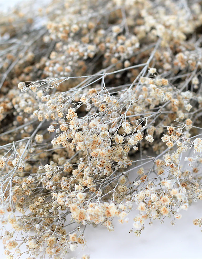 Preserved Gypsophila - Frosted Natural Bunch, 60 cm - Image 2