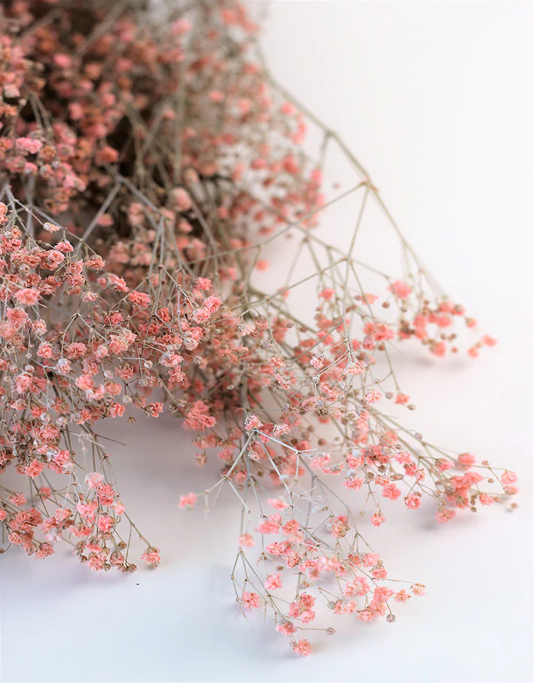 Preserved Gypsophila - Frosted Pink Bunch, 70 cm - Image 2