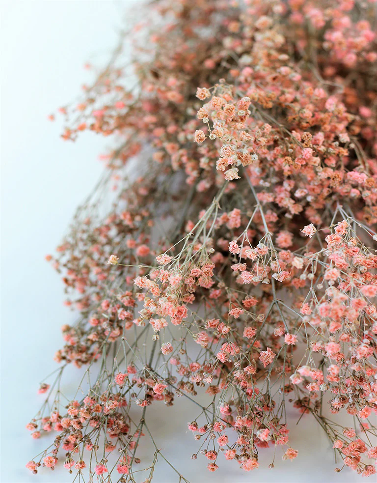 Preserved Gypsophila - Frosted Pink Bunch, 70 cm - Image 3