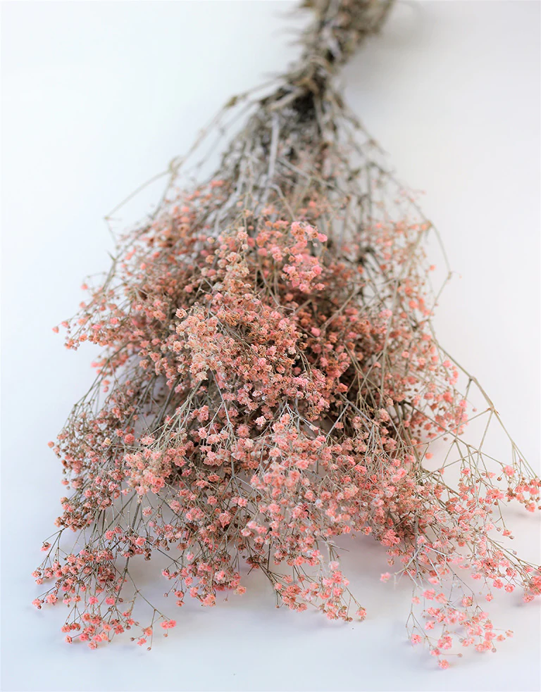 Preserved Gypsophila - Frosted Pink Bunch, 70 cm - Image 4