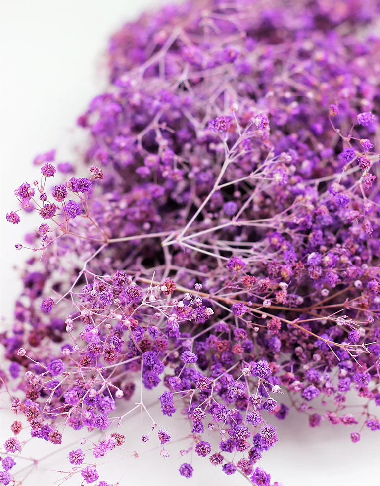 Preserved Gypsophila - Lilac Bunch, 70 cm - Image 2