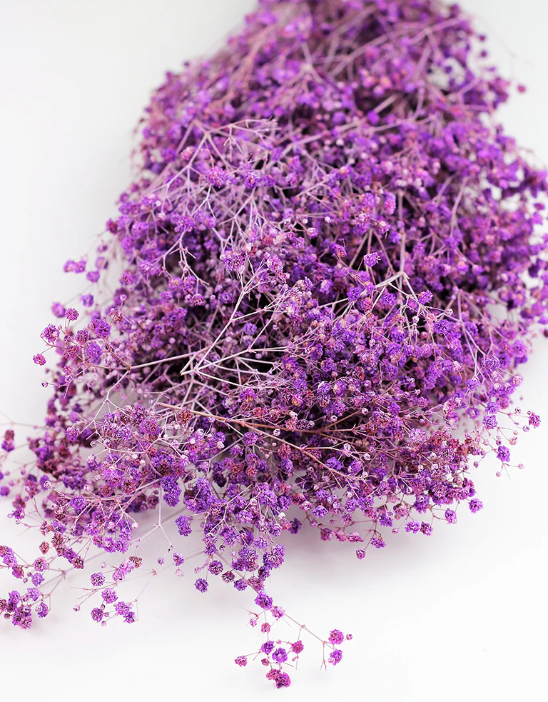 Preserved Gypsophila - Lilac Bunch, 70 cm - Image 3
