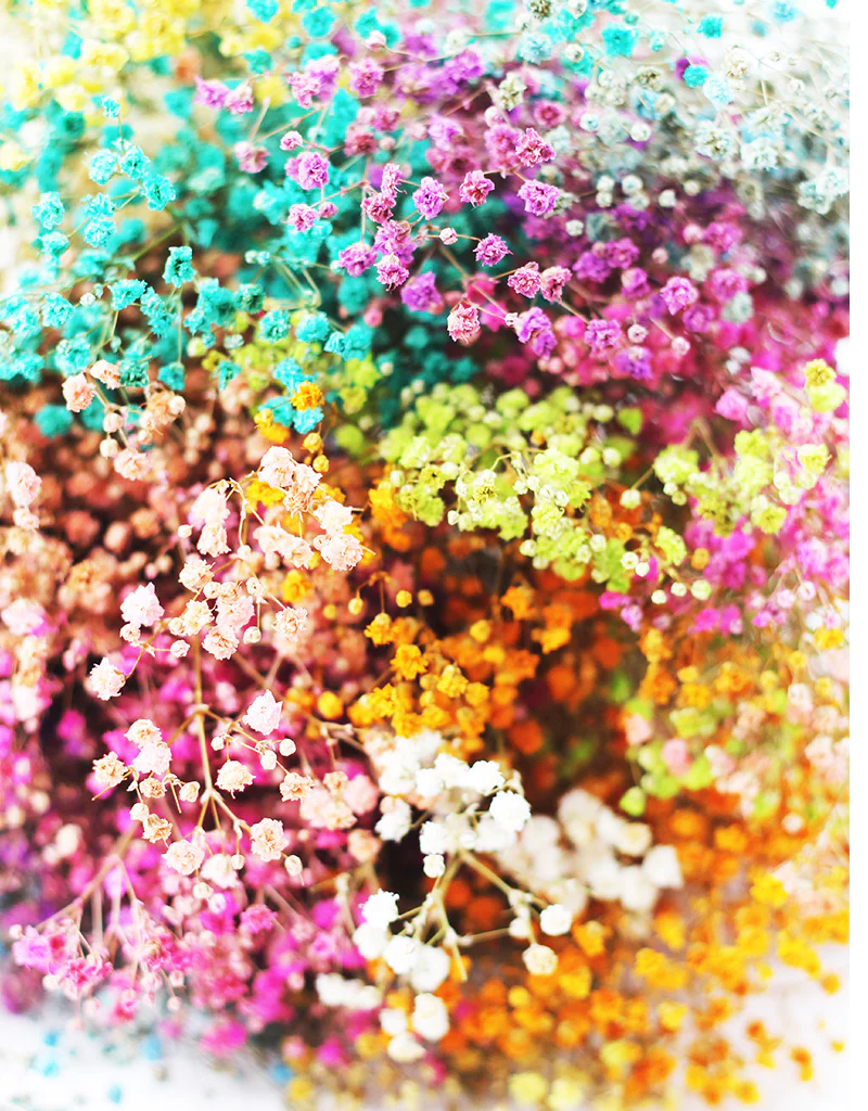 Preserved Gypsophila Flowers - Rainbow bouquet, 200 grams, 55 cm - Image 5
