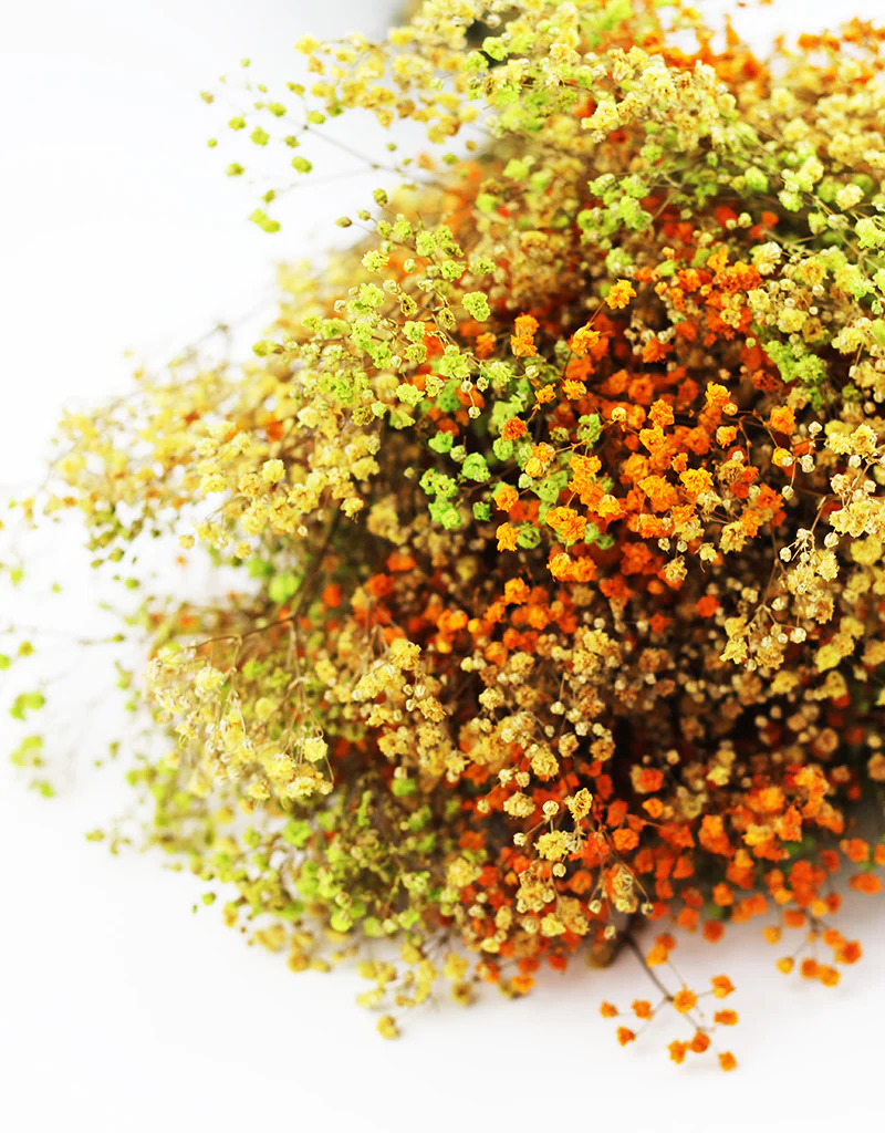 Preserved Gypsophila Flowers - Coloured Sunshine bouquet, 200 grams, 55 cm - Image 3