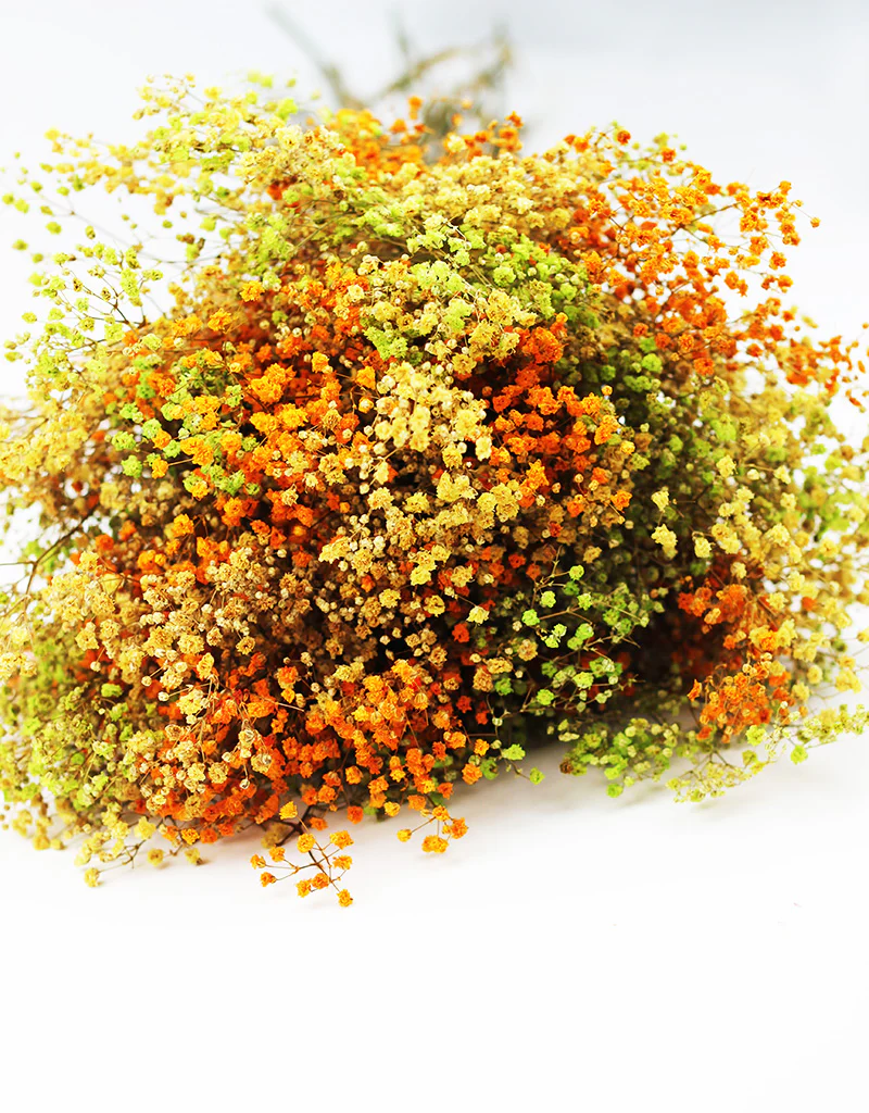 Preserved Gypsophila Flowers - Coloured Sunshine bouquet, 200 grams, 55 cm - Image 4