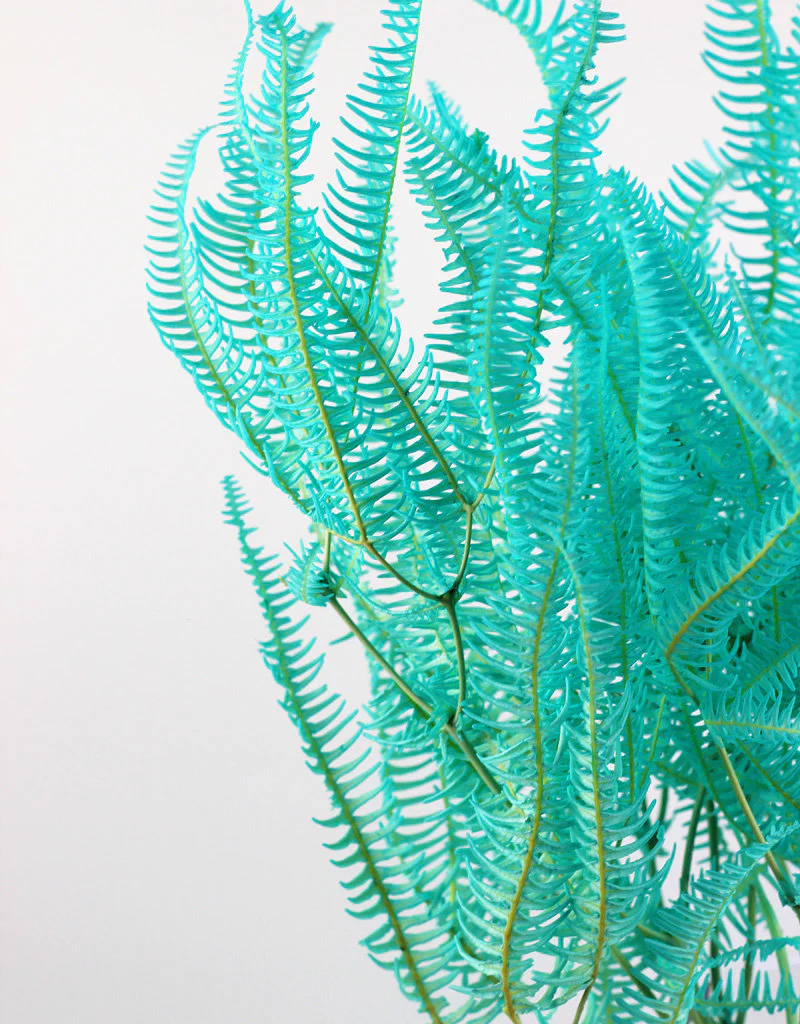 Preserved Helecho - Aqua Blue Bunch, 45 cm - Image 3