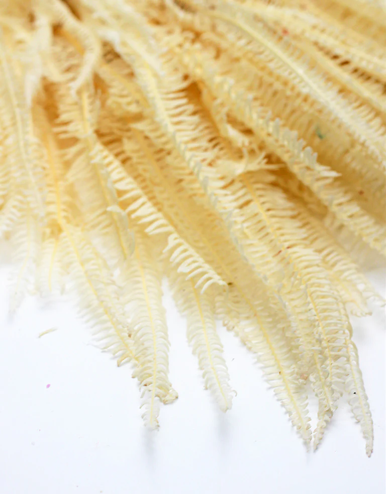 Preserved Helecho - Bleached Bunch, 70 cm - Image 2