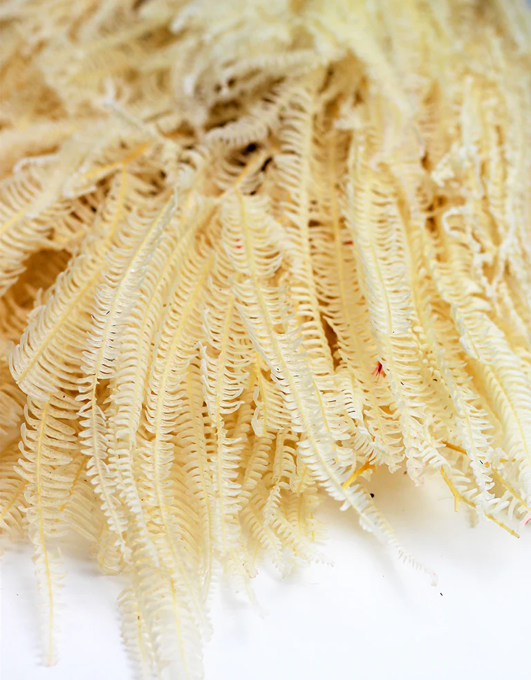 Preserved Helecho - Bleached Bunch, 70 cm - Image 3