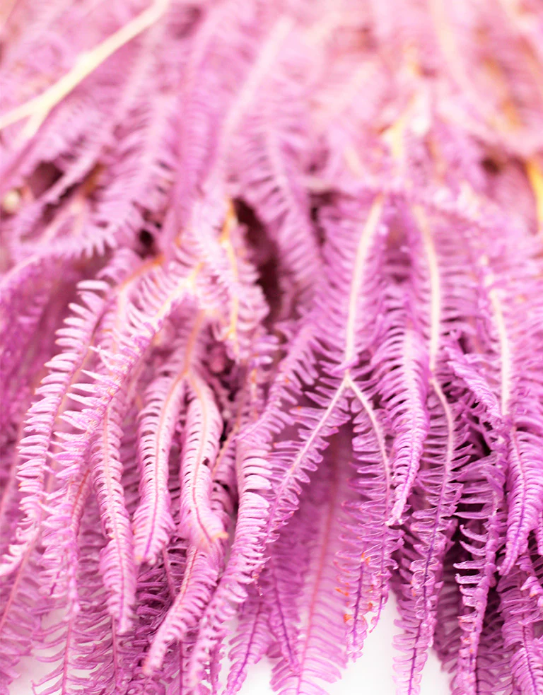 Preserved Helecho - Lilac Bunch, 70 cm - Image 3