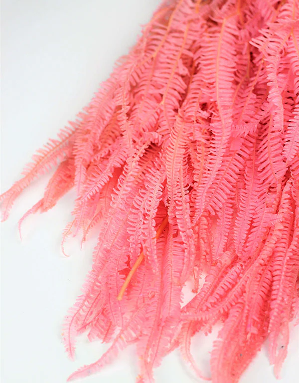 Preserved Helecho - Pink Bunch, 65 cm - Image 3