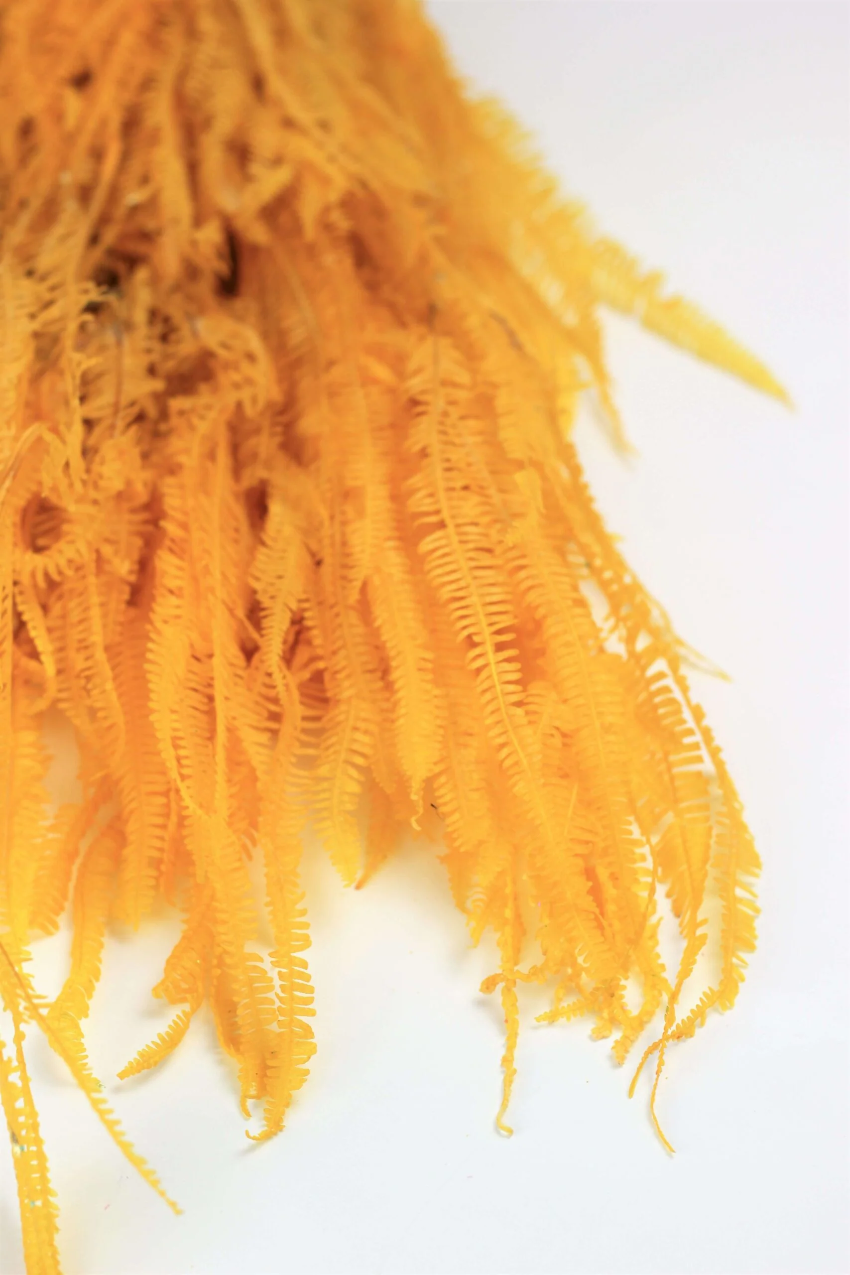Preserved Helecho - Yellow Bunch, 65 cm - Image 2