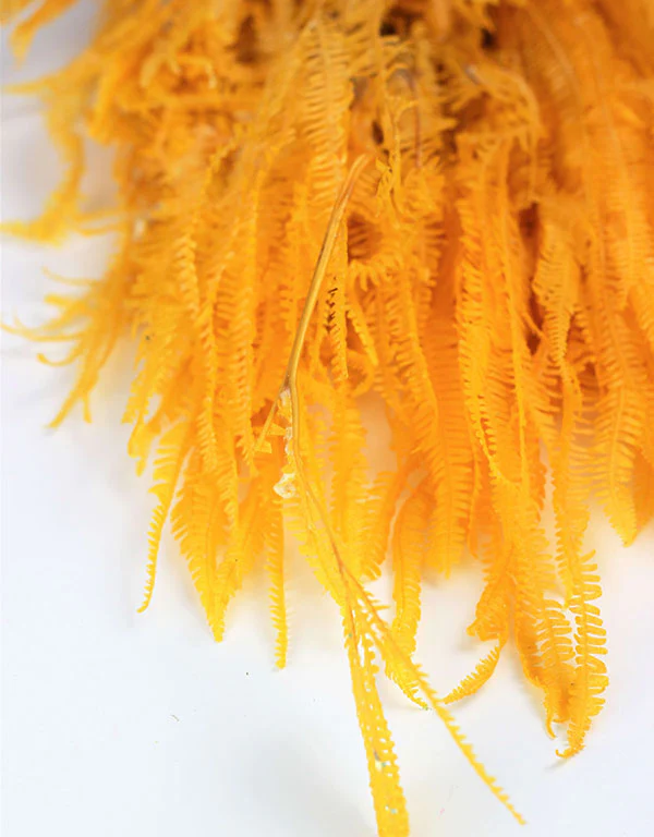 Preserved Helecho - Yellow Bunch, 65 cm - Image 3