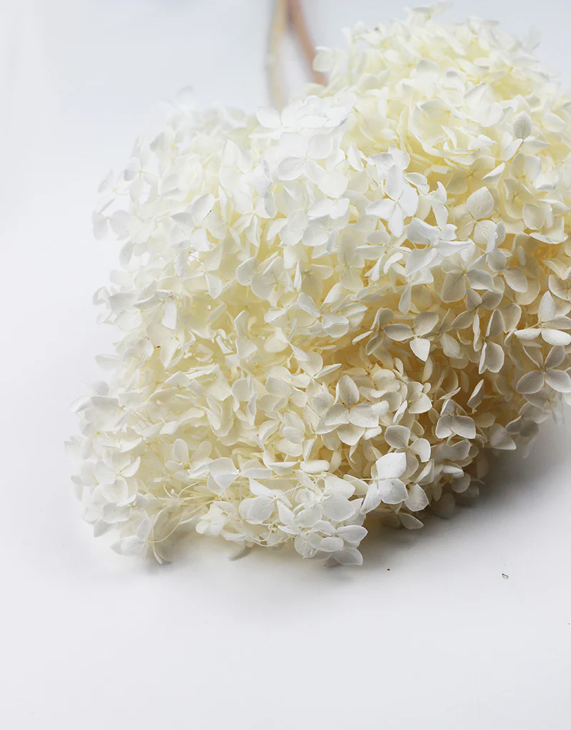 Preserved Hydrangea Cabeza - Bleached, 70 cm - Image 2
